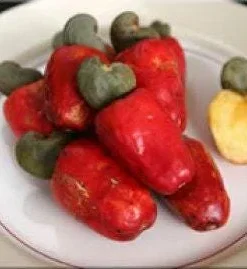 Cashew Live Plant - 2 Feet Tall - Fruit Tree in Pot - Image 1