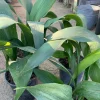 Cast Iron Plant (Aspidistra Elatior) Live Plant – 1-2 ft Tall in 1 Gallon Pot – Indoor/Outdoor - Image 1