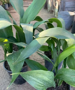 Cast Iron Plant (Aspidistra Elatior) Live Plant – 1-2 ft Tall in 1 Gallon Pot – Indoor/Outdoor - Image 1