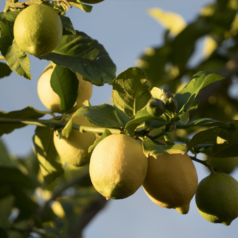 Fruit Trees