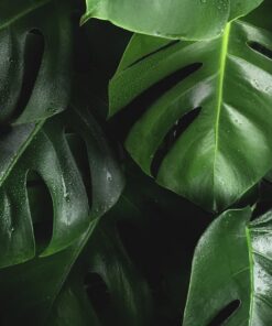 Houseplants Category