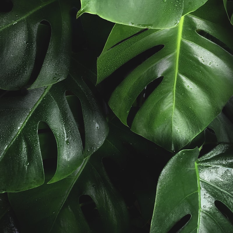 Houseplants