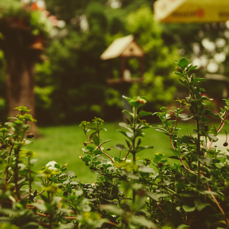 Shrubs