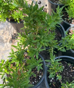 Ceanothus Concha Live Plant – 1ft Tall Evergreen Shrub – Outdoor - Image 2