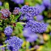 Ceanothus Concha Live Plant – 1ft Tall Evergreen Shrub – Outdoor - Image 1