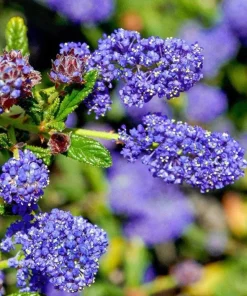 Ceanothus Concha Live Plant – 1ft Tall Evergreen Shrub – Outdoor - Image 1