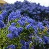 Ceanothus 'Dark Star' Live Plant – California Lilac – 1ft Tall, 6 inch Pot - Image 1