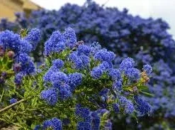 Ceanothus 'Dark Star' Live Plant – California Lilac – 1ft Tall, 6 inch Pot - Image 1
