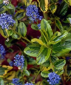 Ceanothus 'El Dorado' Live Shrub – Variegated California Lilac Plant – 1ft tall in 6 inch pot – Outdoor - Image 2