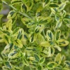 Ceanothus 'El Dorado' Live Shrub – Variegated California Lilac Plant – 1ft tall in 6 inch pot – Outdoor - Image 1