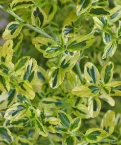 Ceanothus 'El Dorado' Live Shrub – Variegated California Lilac Plant – 1ft tall in 6 inch pot – Outdoor - Image 1