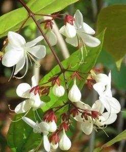 Chains of Glory Clerodendrum schmidtii Live Plant – 1-2 ft Tall – 3 Gal Pot – White Flowers - Image 2