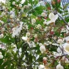 Chains of Glory Clerodendrum schmidtii Live Plant – 1-2 ft Tall – 3 Gal Pot – White Flowers - Image 1