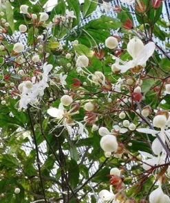 Chains of Glory Clerodendrum schmidtii Live Plant – 1-2 ft Tall – 3 Gal Pot – White Flowers - Image 1