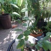 Cherimoya 'Fino de Jete' Live Plant - Grafted Tree - 4 Feet Tall - 3 Gal Pot - Image 1