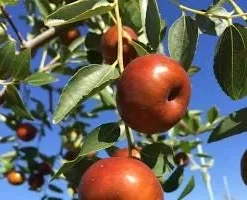 Chico Jujube Tree - Grafted Live Fruit Plant - 2 ft Tall - 6 inch Pot - Image 2
