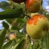 Chico Jujube Tree - Grafted Live Fruit Plant - 2 ft Tall - 6 inch Pot - Image 1