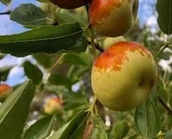 Chico Jujube Tree - Grafted Live Fruit Plant - 2 ft Tall - 6 inch Pot - Image 1