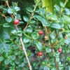 Chilean Guava Live Plant - Ugni Molinae Shrub - 4" Tall Starter in 3" Pot - Image 1