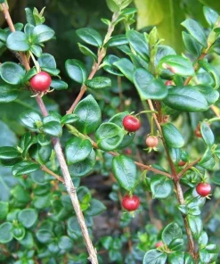 Chilean Guava Live Plant - Ugni Molinae Shrub - 4" Tall Starter in 3" Pot - Image 1