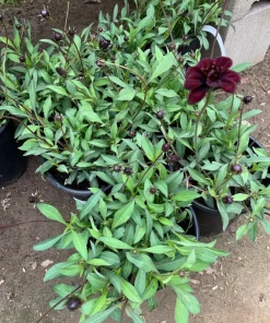 Chocolate Cosmos Chocamocha Live Plant, 3 inch Pot, Fragrant Flowers - Image 2