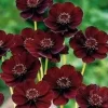 Chocolate Cosmos Chocamocha Live Plant, 3 inch Pot, Fragrant Flowers - Image 1