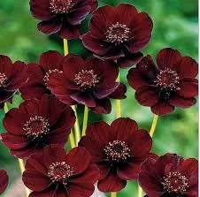 Chocolate Cosmos Chocamocha Live Plant, 3 inch Pot, Fragrant Flowers - Image 1