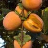 Chocolate Persimmon Tree Live Plant – Grafted – 3-4 ft Tall – 3 Gallon Pot - Image 1