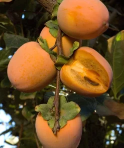 Chocolate Persimmon Tree Live Plant – Grafted – 3-4 ft Tall – 3 Gallon Pot - Image 1