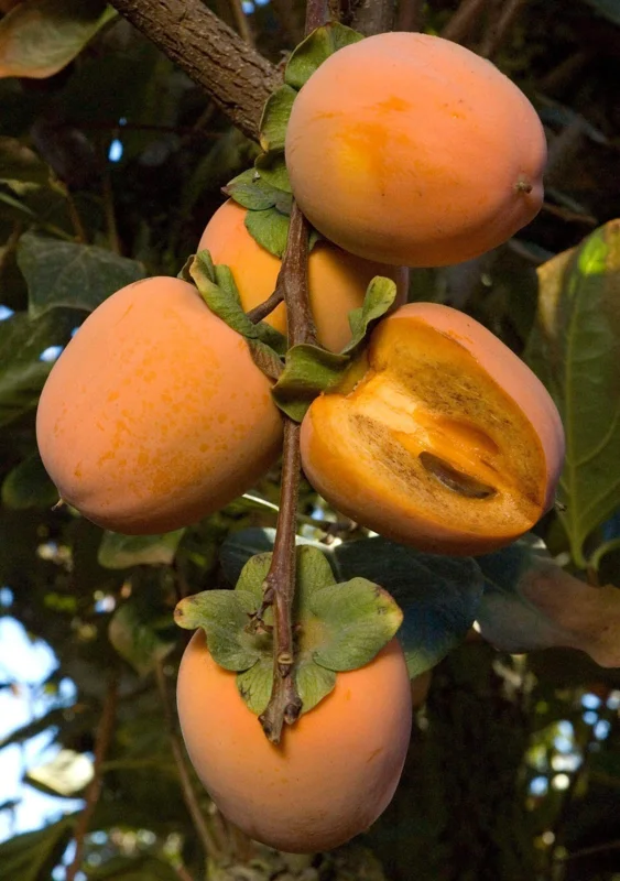 Chocolate Persimmon Tree Live Plant – Grafted – 3-4 ft Tall – 3 Gallon Pot - Image 1