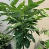 Cinnamon Tree Live Plant – 1 Ft Tall – Potted in 6-Inch Container – Tropical Spice Plant - Image 1
