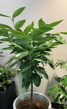 Cinnamon Tree Live Plant – 1 Ft Tall – Potted in 6-Inch Container – Tropical Spice Plant - Image 1
