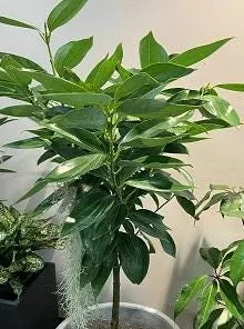 Cinnamon Tree Live Plant – 1 ft Tall – Ships in 6 inch Pot – Tropical Spice Plant - Image 1