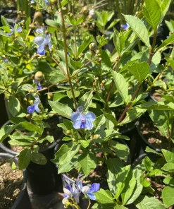 Clerodendrum Ugandense Live Plant – Pale Blue Butterfly Flowers – 2ft Tall – 3 Gallon Pot - Image 2