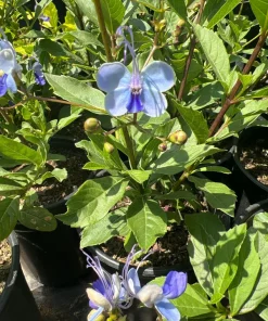 Clerodendrum Ugandense Live Plant – Pale Blue Butterfly Flowers – 2ft Tall – 3 Gallon Pot - Image 3