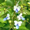 Clerodendrum Ugandense Live Plant – Pale Blue Butterfly Flowers – 2ft Tall – 3 Gallon Pot - Image 1