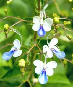 Clerodendrum Ugandense Live Plant – Pale Blue Butterfly Flowers – 2ft Tall – 3 Gallon Pot - Image 1