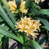 Clivia Miniata Yellow Live Plant - 6 inch Pot, 2 ft Tall, Potted Houseplant - Image 1