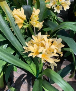 Clivia Miniata Yellow Live Plant - 6 inch Pot, 2 ft Tall, Potted Houseplant - Image 1
