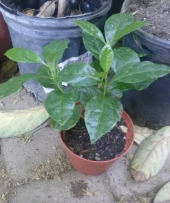 Coffee Bean Plant (Coffea Arabica) Live Plant - 2-3 Plants in 3-inch Pot - Image 2