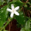Coffee Bean Plant (Coffea Arabica) Live Plant - 2-3 Plants in 3-inch Pot - Image 1