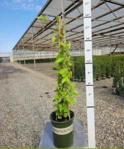 Coral Vine Live Plant - Antigonon leptopus - 2 Ft Tall - 6" Pot - Image 2