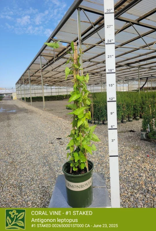 Coral Vine Live Plant - Antigonon leptopus - 2 Ft Tall - 6" Pot - Image 2