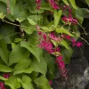 Coral Vine Live Plant - Antigonon leptopus - 2 Ft Tall - 6" Pot - Image 1