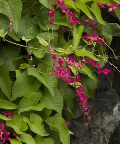 Coral Vine Live Plant - Antigonon leptopus - 2 Ft Tall - 6" Pot - Image 1