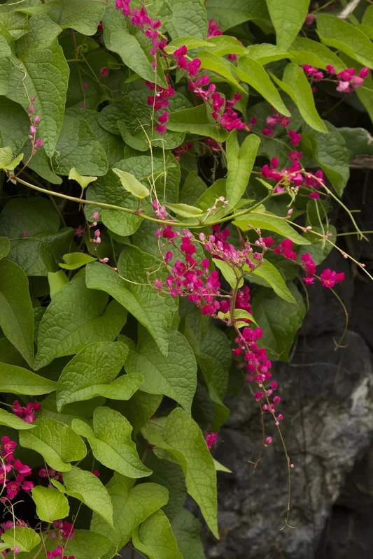 Coral Vine Live Plant - Antigonon leptopus - 2 Ft Tall - 6" Pot - Image 1