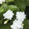 Crape Jasmine Live Plant - Tabernaemontana divaricata - 2 Feet Tall - 3 Gallon Pot - Image 1