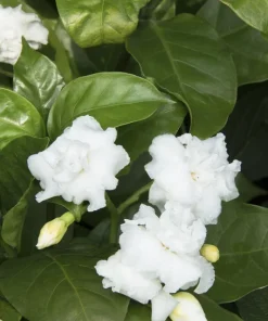 Crape Jasmine Live Plant - Tabernaemontana divaricata - 2 Feet Tall - 3 Gallon Pot - Image 1