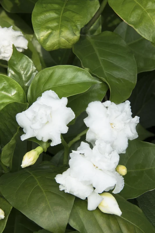 Crape Jasmine Live Plant - Tabernaemontana divaricata - 2 Feet Tall - 3 Gallon Pot - Image 1
