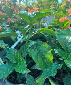 Crossandra Orange Live Plant - Firecracker Flower in 6 inch Pot for Indoor/Outdoor - Image 2